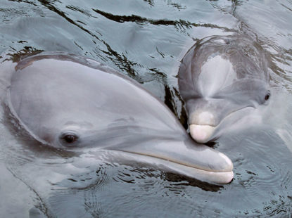 IDC Dolphins - Grace & Tashi