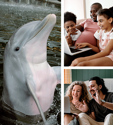 Island Dolphin Care Animal Based Therapy For Families Veterans