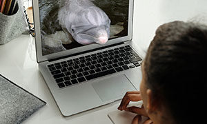 IDC Dolphin Virtual Visits